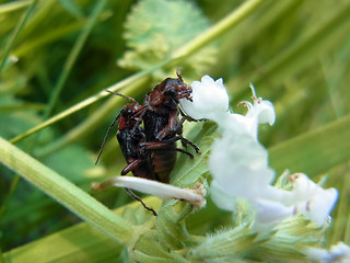 Cantharis rustica