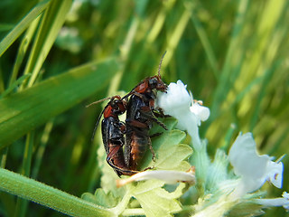 Cantharis rustica