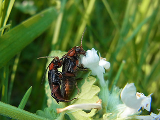 Cantharis rustica