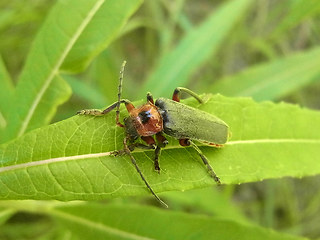 Cantharis rustica