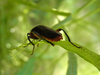 Cantharis rustica