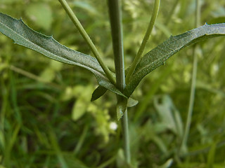 Capsella bursa-pastoris