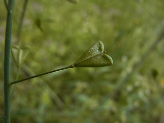 Capsella bursa-pastoris