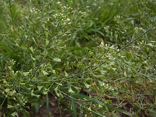 Capsella bursa-pastoris