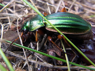 Carabus auratus