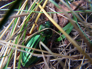 Carabus auratus