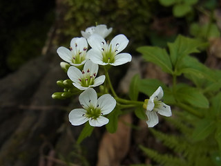 Cardamine amara