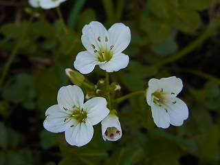 Cardamine amara