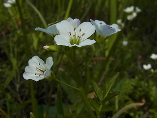 Cardamine amara