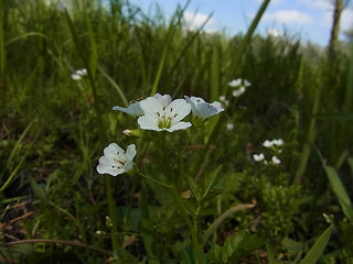 Cardamine amara