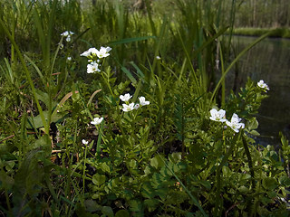 Cardamine amara