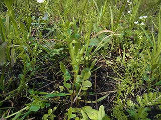 Cardamine amara