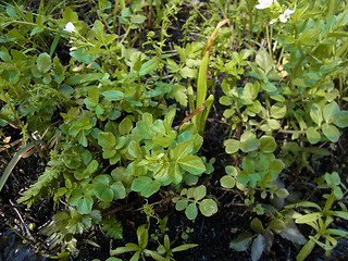 Cardamine amara