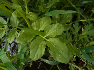 Cardamine amara