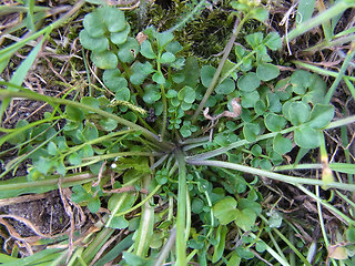 Cardamine hirsuta