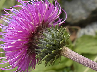 Carduus defloratus ssp. rhaeticus