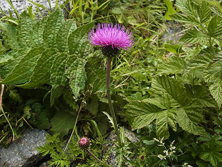 Carduus defloratus ssp. rhaeticus