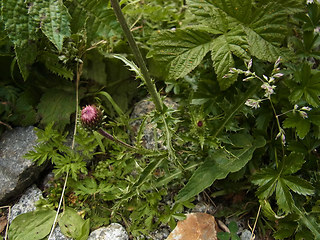 Carduus defloratus ssp. rhaeticus