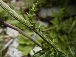 Carduus defloratus ssp. rhaeticus