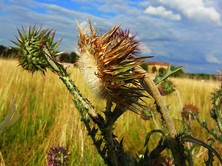 Carduus nutans