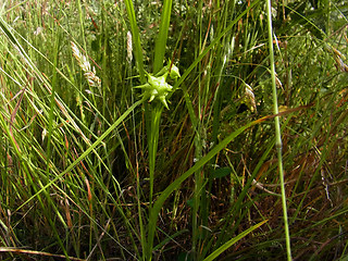 Carex flava