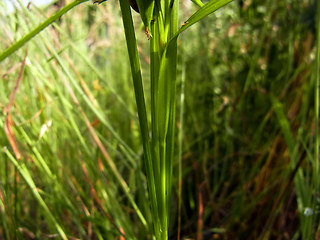 Carex flava