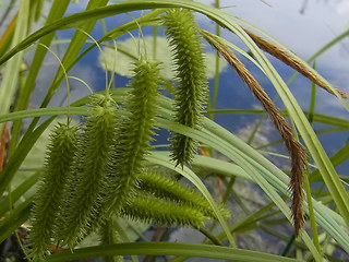 Carex pseudocyperus