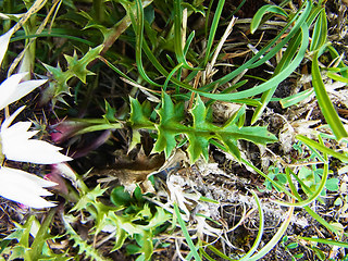 Carlina acaulis ssp. acaulis