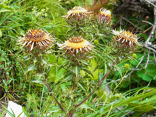 Carlina vulgaris