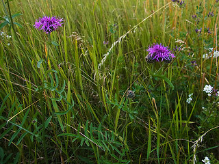 Centaurea scabiosa