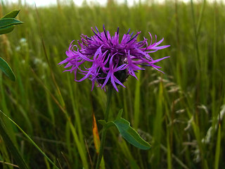 Centaurea scabiosa