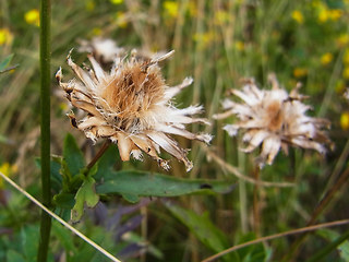 Centaurea scabiosa