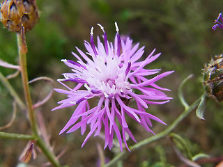 Centaurea stoebe ssp. stoebe