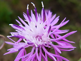 Centaurea stoebe ssp. stoebe