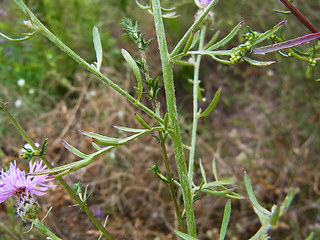 Centaurea stoebe ssp. stoebe