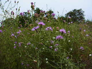 Centaurea stoebe ssp. stoebe