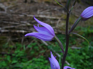 Cephalanthera rubra