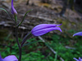 Cephalanthera rubra