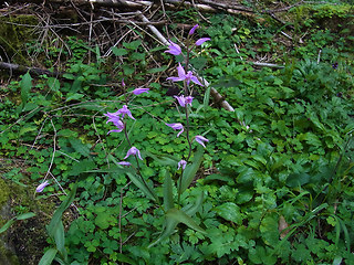 Cephalanthera rubra