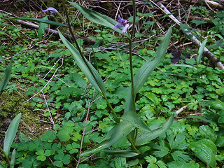 Cephalanthera rubra