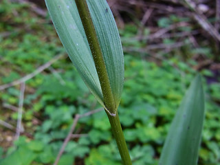 Cephalanthera rubra