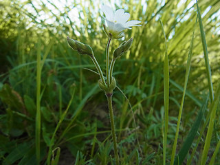 Cerastium arvense