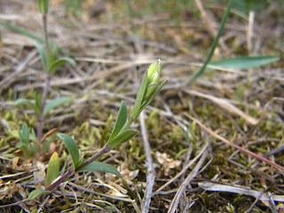 Cerastium arvense