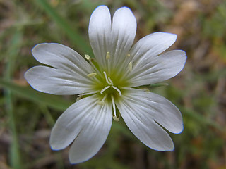 Cerastium arvense