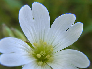 Cerastium arvense