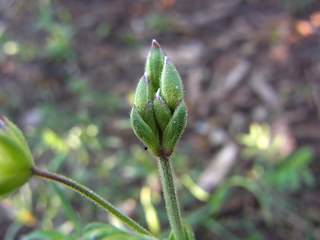 Cerastium arvense