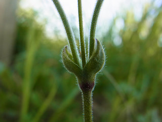 Cerastium arvense