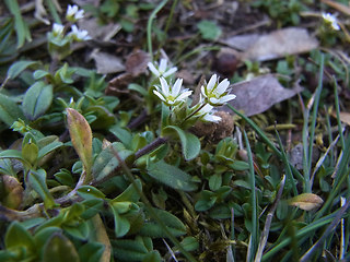 Cerastium semidecandrum