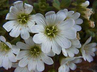 Cerastium uniflorum