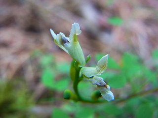 Ceratocapnos claviculata ssp. claviculata